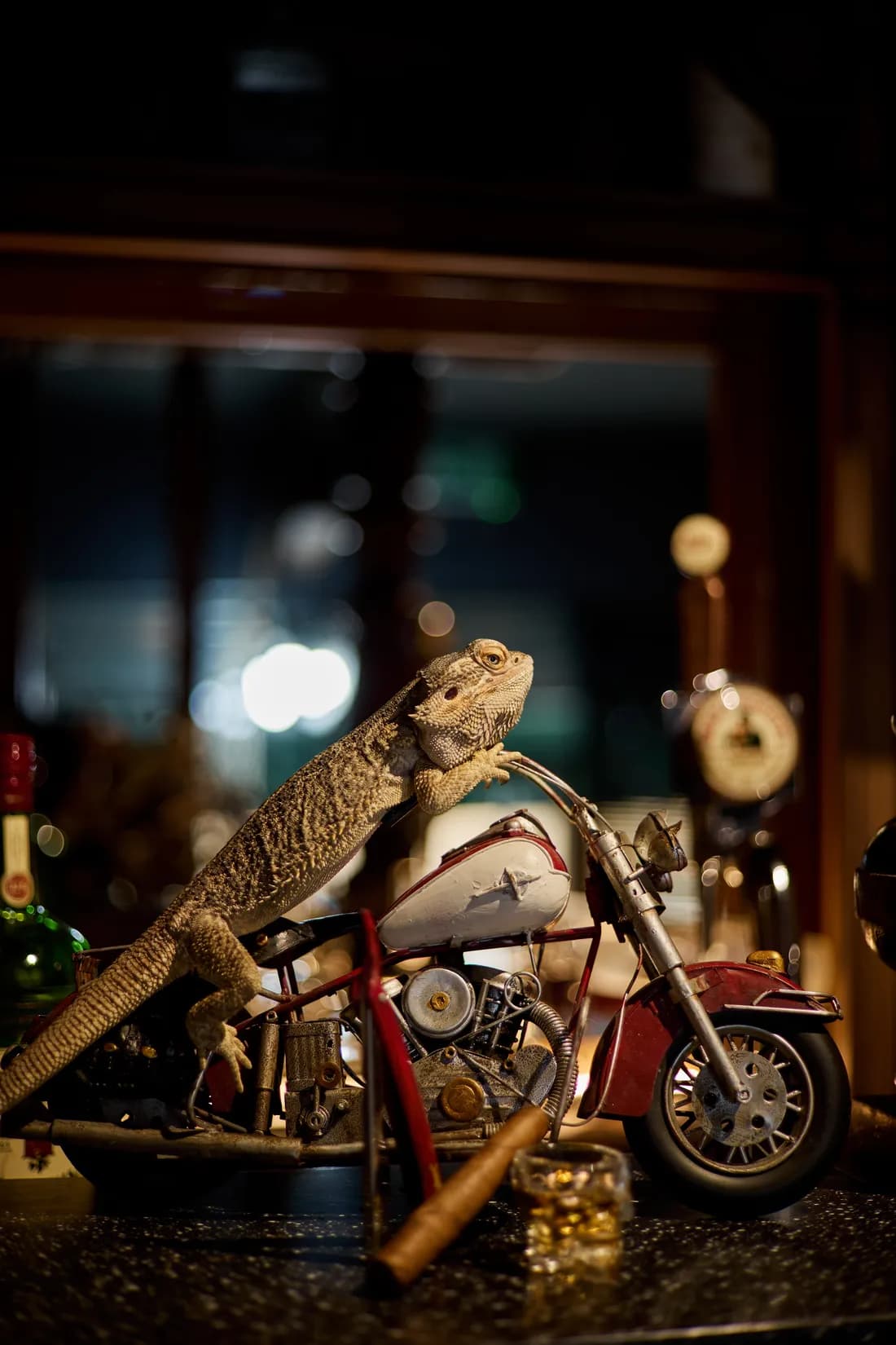 A bearded dragon sitting on a model motorbike on a shelf in the shop
